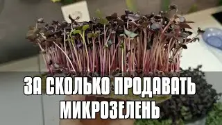 ЗА СКОЛЬКО ПРОДАВАТЬ МИКРОЗЕЛЕНЬ - БИЗНЕС НА МИКРОЗЕЛЕНИ 2022 - КАК ЗАРАБОТАТЬ ДОМА - ОГОРОД НА ОКНЕ