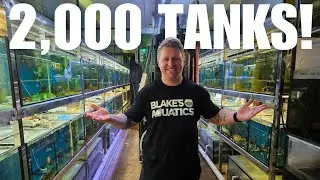 Over 2,000 Tanks at this Australian Aquarium Wholesaler