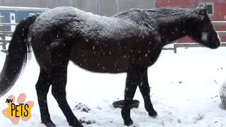 Snow Stallions! | The Best Cute, Funny Animal Videos Compilation #6 | AFV Pets