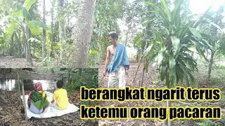 video lucu tukang ngarit