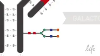 How to Site Specifically Label Your Antibody Using SiteClick™ Technology