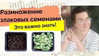 Какие злаки можно успешно выращивать из семян - Что важно знать. Сислерия, Щучка из семян