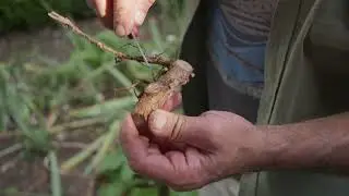 Removing Suckers From Roses