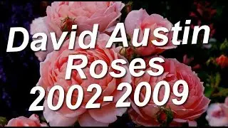 David Austin Roses 2002-2009 / Сорта роз Дэвида Остина обзор 2002-2009 годов