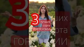 ТОП-3 МЕТЕЛЬЧАТЫЕ гортензии