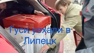 Гигантское яйцо от гусыни на прощание/Выводы утят, инкубации,кормление и пропойки индейки.