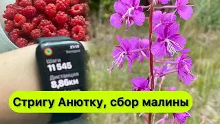 Обстригли Анютку, акция на корм для  Гермионы ( gratis), сбор цветов и малины.