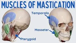 Muscles of Mastication (Chewing)