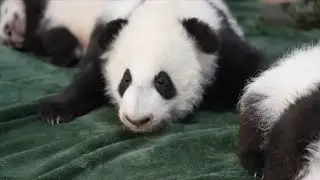 6 Baby Giant Pandas Are Naughty