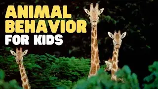 Animal Behavior for Kids | Learn about innate behavior, learned behavior and more!