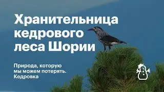 Природа, которую мы можем потерять: кедровка