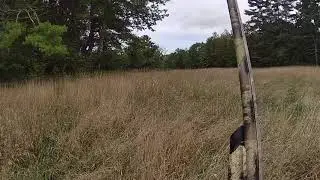 GoPro Pheasant kill