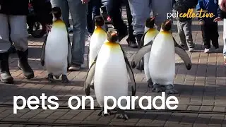 Pets and Animals On Parade