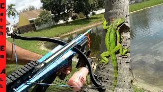 CROSS-BOW FISHING for IGUANAS! **Cold Iguanas Falling out of Trees**