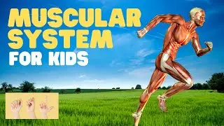 ASL Muscular System for Kids