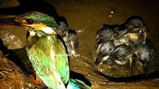 Amazing footage of kingfishers inside their nest.#16 [ Review Bird Nest ]