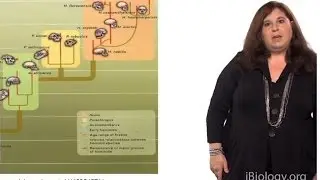 Evolutionary Tree of Humans - Sarah Tishkoff (U. Pennsylvania)