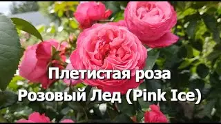 Роза Розовый Лед (Pink Ice) | Английская плетистая роза Розовый Лед /Pink Ice