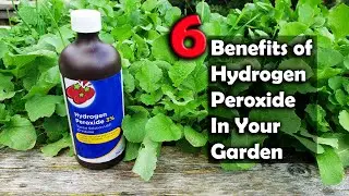 6 Benefits Of Hydrogen Peroxide On Plants And In Your Garden