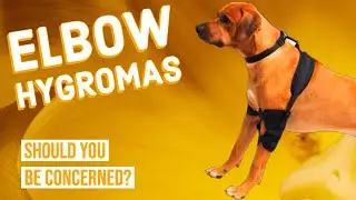 Elbow Hygroma in Dogs