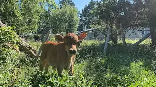 Calf, cow, and bulls.