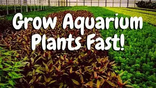 Best Way to Grow Aquarium Plants FAST! - DIY Cheap Plant Greenhouse