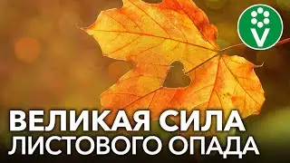 НЕ СЖИГАЙТЕ ОПАВШИЕ ЛИСТЬЯ! Применяйте их с пользой в саду и огороде