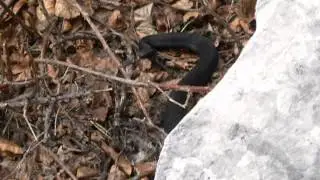 Black adder (vipera berus), Gorski kotar, Croatia