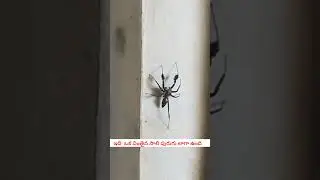 #spider #animals