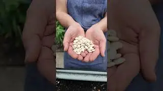 Grow Your Own Henderson Lima Beans! - Bulk Seed For Gardening