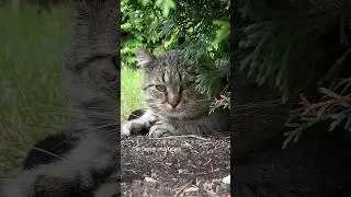 ✨ Мудрый кот✨ Wise cat ✨ Barsik ✨ #catvideos #barsik #catcute #cat