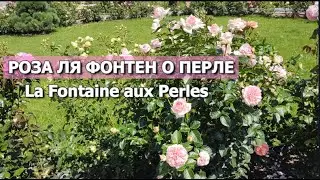 РОЗА Ля Фонтэн о Перле | Обзор сорта: Ля Фонтэн о Перле (La Fontaine Aux Perles)