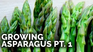 How to Grow Asparagus Pt. 1: Planting, Varieties, & Bed Prep