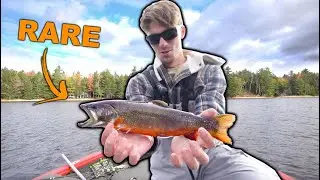 Hunting The Elusive HYBRID TROUT In Northwoods Maine (Incredible Fish!)