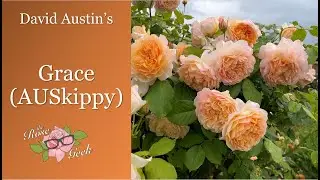 🌹 David Austin's Grace Rose / AUSkippy / English Rose Shrub