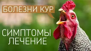 САМЫЕ ЧАСТЫЕ БОЛЕЗНИ У КУР: симптомы и лечение куриных заболеваний! (Ветеринар Павел Шкурманов)