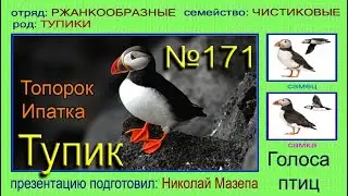 Тупик. Ипатка. Топорок. Голоса птиц