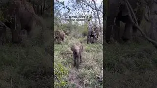 A little elephant calf charge is adorable 🐘