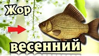 Когда начинается весенний жор у карася?! Когда массово начинает клевать карась весной?