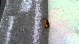 Brown Banded Roach Nymph (Supella longipalpa) in the kitchen (close up)