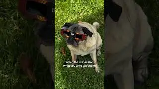 Who‘s excited for the total pugclipse? ☀️🌑 #pug #eclipse #dog