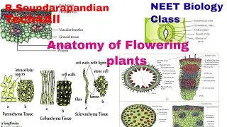 Biology Class:Anatomy of Flowering Plants www.tech4thepeople.in