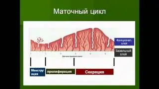 Менструальный цикл и его регуляции