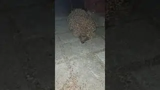 ЖИЛ - БЫЛ ЕЖИК 🦔#shorts Сказка в реальной жизни