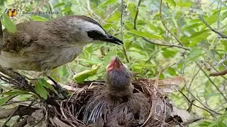 Yellow-vented bulbul Birds Protect the baby in the nest (8) 