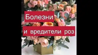 Моя схема «профилактика от болезней и вредителей роз» на весь сезон.