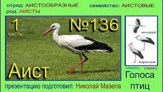 Аист. Голоса птиц