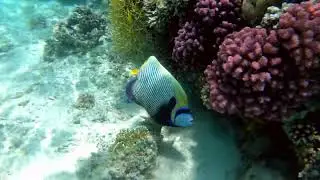 Императорский ангел / Emperor angelfish. Отель Pyramisa Sahl Hasheesh  . Красное море. Египет.