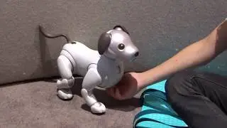 Aibo - собака-робот от Sony -  IFA Berlin 2018