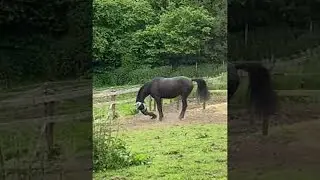 Playful Horse Nabs Fly Mask || ViralHog